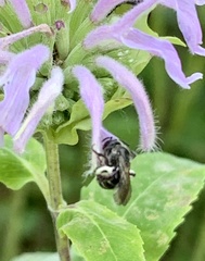 Dufourea monardae
