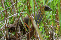 Amaurornis moluccana