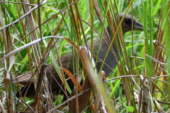 Amaurornis moluccana