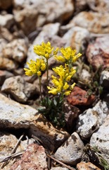 Draba incrassata