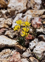 Draba incrassata