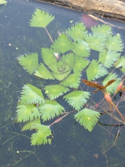 Trapa natans bispinosa