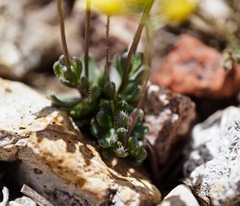 Draba incrassata