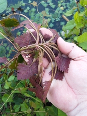 Trapa natans bispinosa