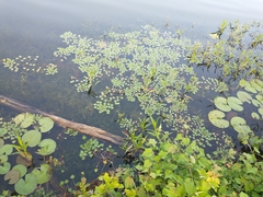 Trapa natans bispinosa