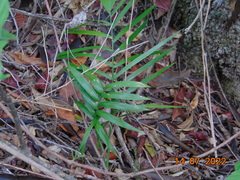 Chamaedorea radicalis