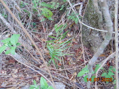 Chamaedorea radicalis