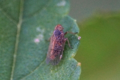 Hyalesthes