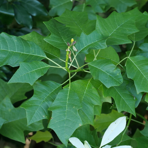 Euphorbia pulcherrima