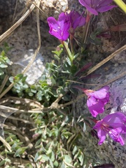 Epilobium obcordatum