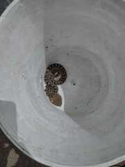 Bothrops ammodytoides