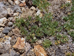 Astragalus kentrophyta danaus
