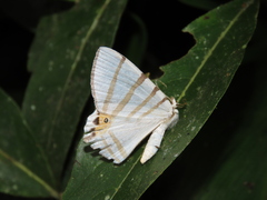 Opisthoxia saturniaria