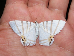 Opisthoxia saturniaria