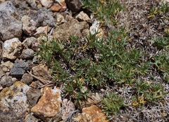 Astragalus kentrophyta danaus