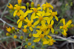 Senecio spartioides granularis