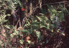 Polypodium plesiosorum