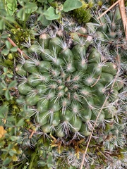 Mammillaria deherdtiana