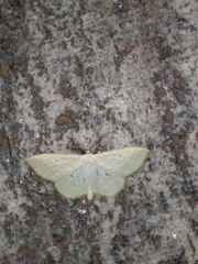 Scopula immutata