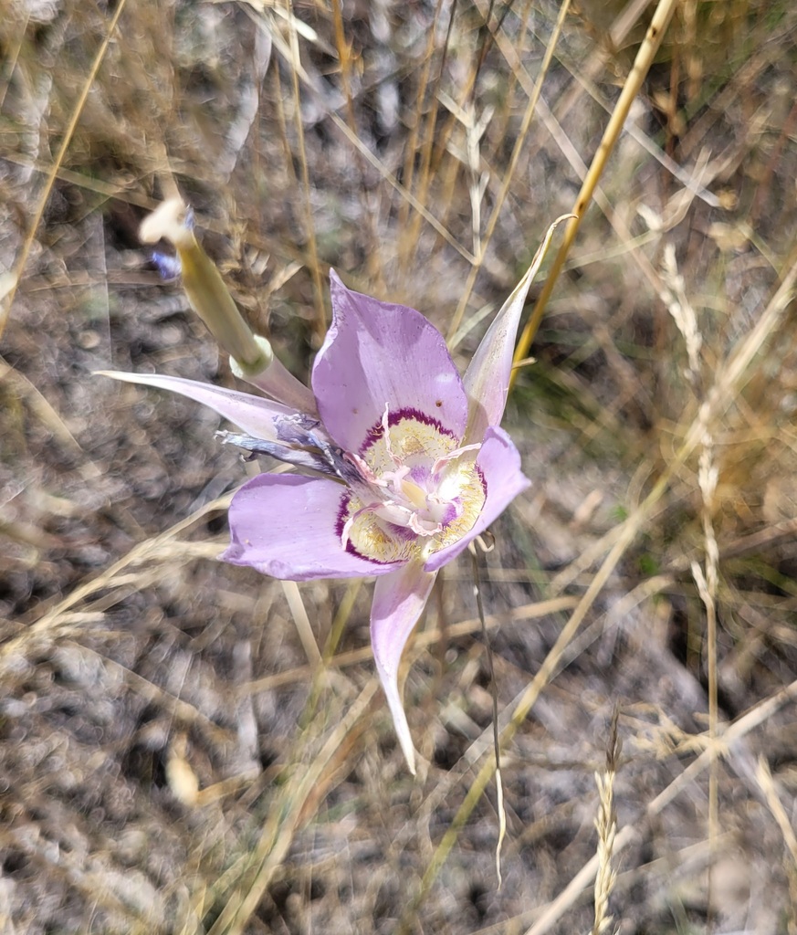 Sagebrush Mariposa Lily (Sagebrush) from Lincoln County, WA, USA on