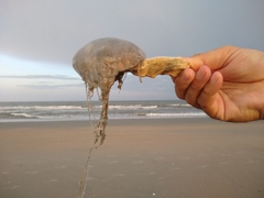 Chrysaora chesapeakei