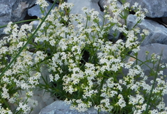 Galium anisophyllon