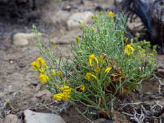 Senecio spartioides granularis