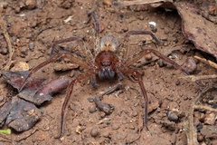 Heteropodinae