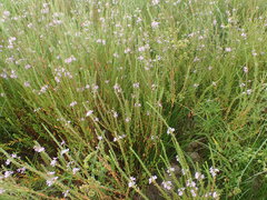 Lythrum alatum lanceolatum