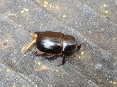 Xyloryctes thestalus