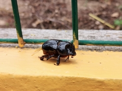 Xyloryctes thestalus