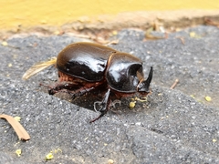 Xyloryctes thestalus
