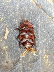 Xyloryctes thestalus