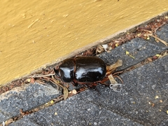 Xyloryctes thestalus