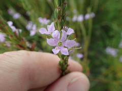 Lythrum alatum lanceolatum