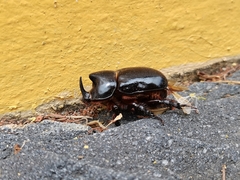 Xyloryctes thestalus
