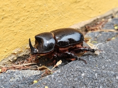 Xyloryctes thestalus