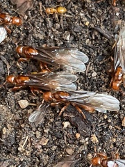 Lasius latipes