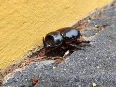 Xyloryctes thestalus