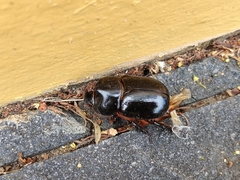 Xyloryctes thestalus