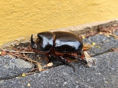 Xyloryctes thestalus