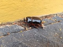 Xyloryctes thestalus