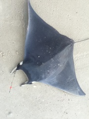 Mobula hypostoma