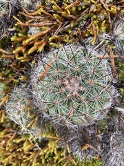 Mammillaria deherdtiana