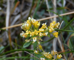 Alyssum montanum