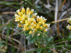 Alyssum montanum