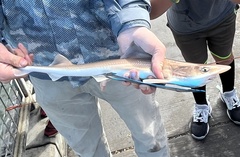 Mustelus henlei