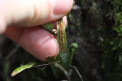 Notogrammitis ciliata