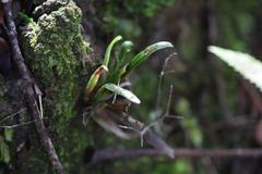 Notogrammitis ciliata