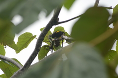 Icterus portoricensis